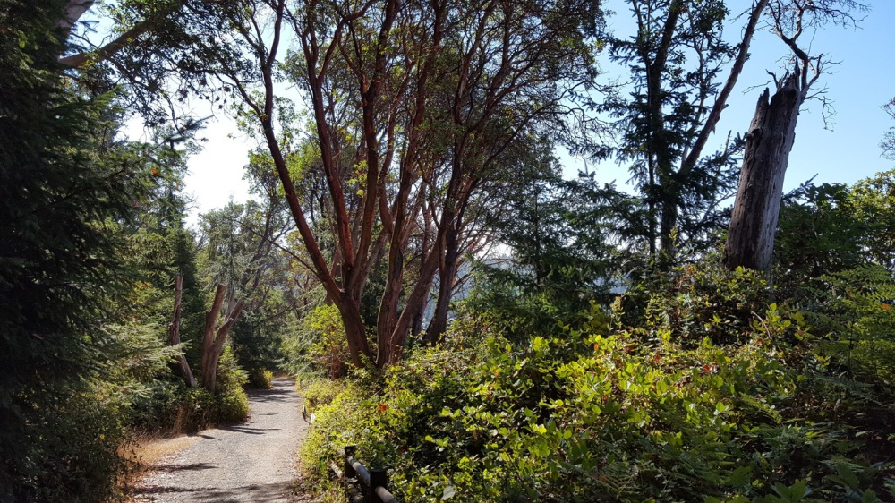 Picture of Lincoln Park Running Trail
